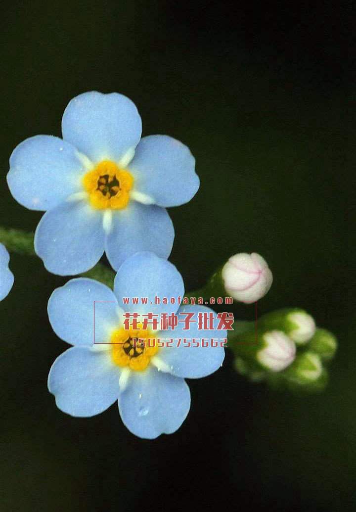 勿忘我種子批發(fā)