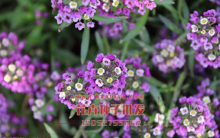 香雪球種植技術(shù)