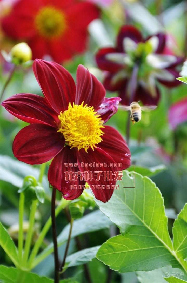 小麗花種子供應(yīng)公司