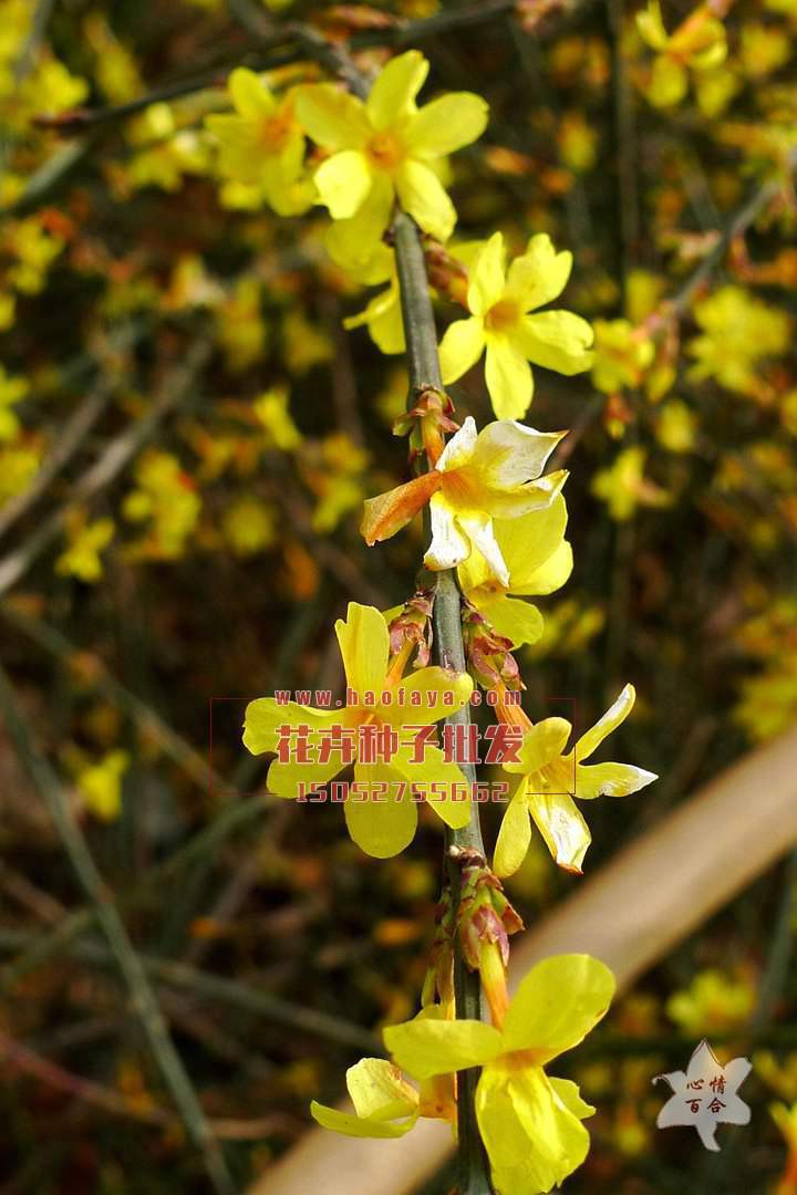 迎春花種子播種效果展示