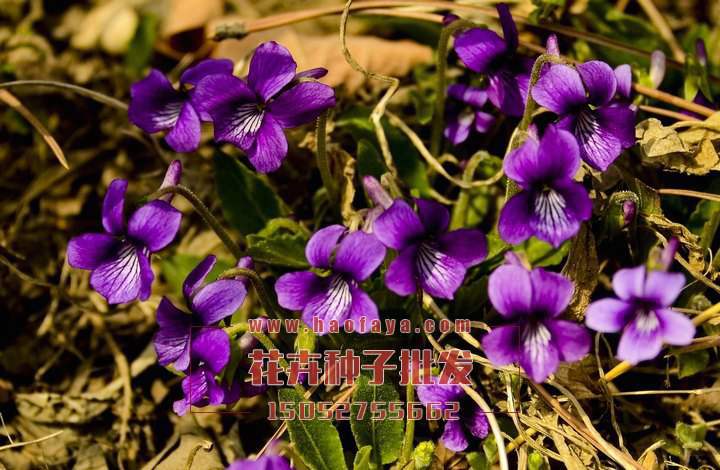 紫花地丁種子批發(fā)