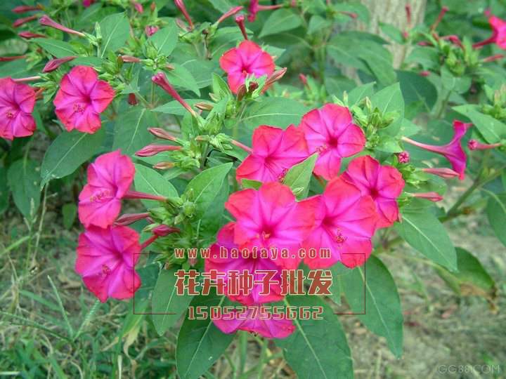 紫茉莉種子銷售價格