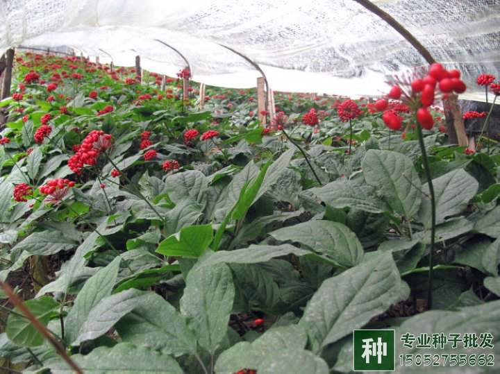 人參種植技術(shù)