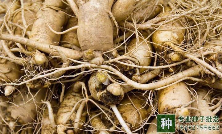 人參功效及作用