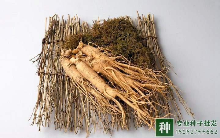 人參種子銷售價(jià)格