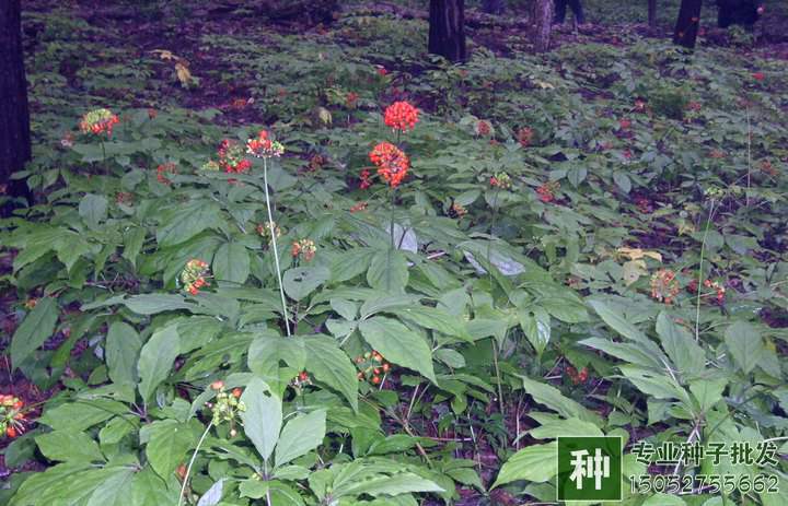 人參種子供應(yīng)公司