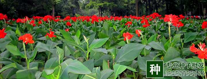 大花美人蕉種植技術(shù)